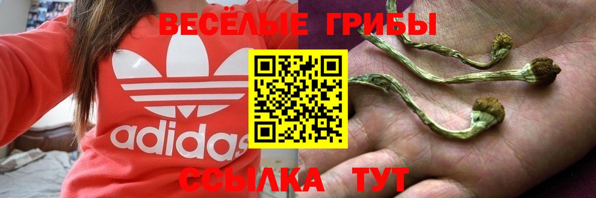 Галлюциногенные грибы Psilocybe Нижний Новгород